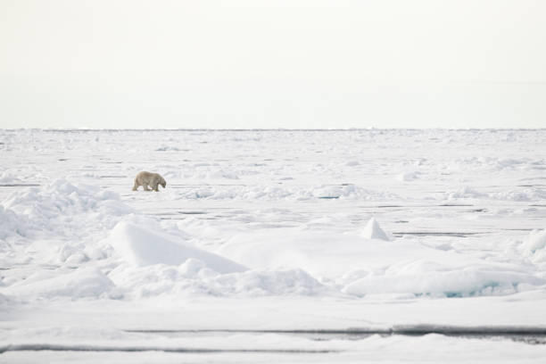 istock Polar bear walking on the ice in the Arctic 1453081400