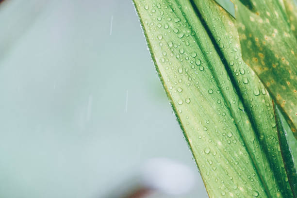 close-up di verde foglia - grass water dew green foto e immagini stock