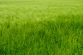 tall grass in a green field in the Italian countryside