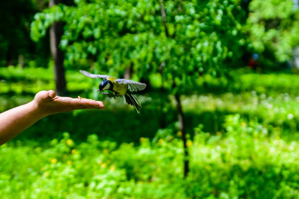 Feeding great tit birds from hand in city park