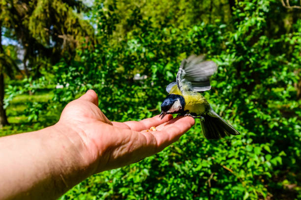 istock Feeding great tit birds from hand in a city park 1453081839