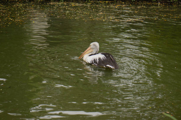 a lone pelican in a quiet pond at noon