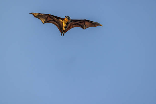 istock Excited male bat at sunset 1453083291