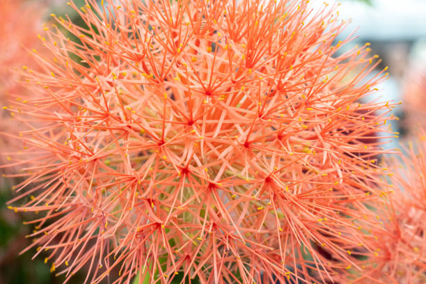 Scadoxus multiflorus in London, England