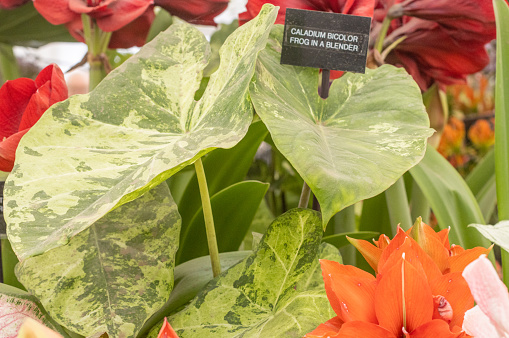 Caladium Bicolor ‘Frog in a Blender’ in London, England