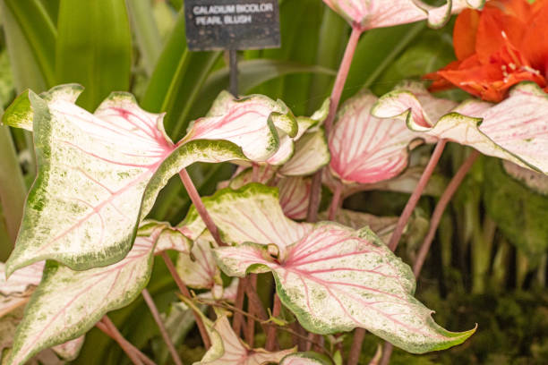 Caladium Bicolor ‘Pearl Blush’ in London, England