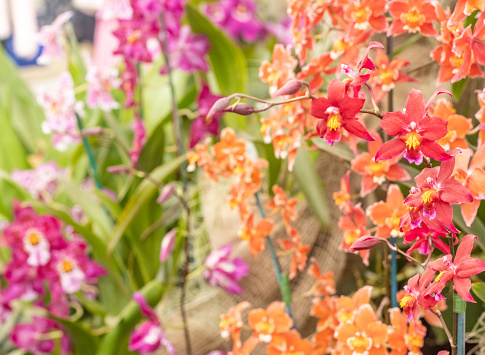 Oncidium - Dancing-Lady Orchid 'Saie' in London, England