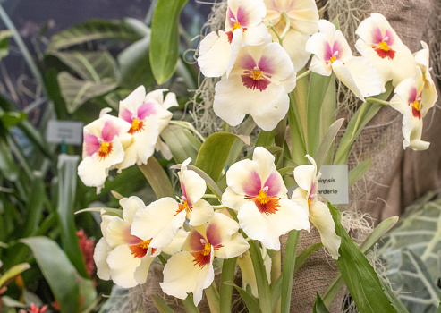 Miltoniopsis 'Pansy Orchid' in London, England