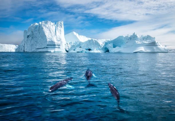 buckelwale und eisberge, ilulissat, grönland - südpolarmeer stock-fotos und bilder