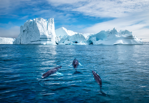 A group of Adelie Penguins jumps off a blue iceberg into the water off Paulette Island in Antarctica.