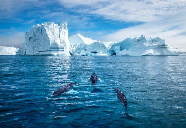 Humpback Whales and Icebergs, Ilulissat, Greenland Greenland, Ilulissat, Aerial view of two Humpback Whales and young calf swimming among icebergs from Ilulissat Kangerlua Glacier in Jakobshavn Icefjord on summer afternoon ilulissat icefjord stock pictures, royalty-free photos & images