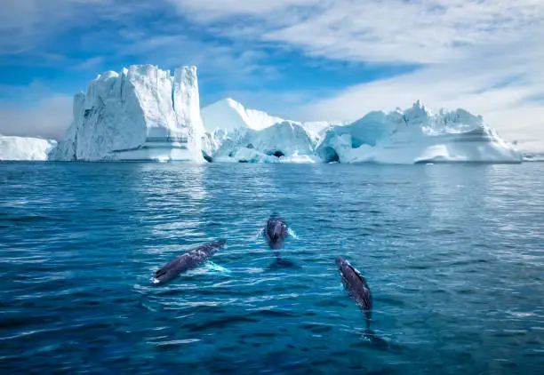 Greenland, Ilulissat, Aerial view of two Humpback Whales and young calf swimming among icebergs from Ilulissat Kangerlua Glacier in Jakobshavn Icefjord on summer afternoon