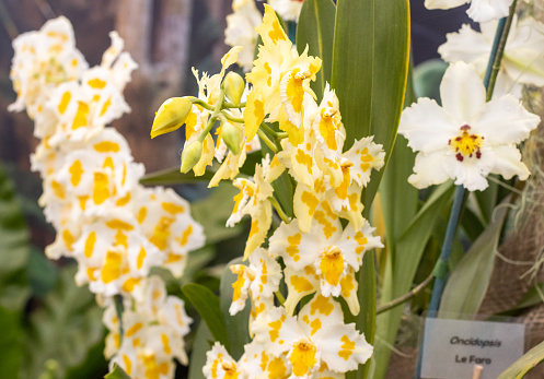 Oncidium - Dancing-Lady Orchid 'Eric Young' in London, England