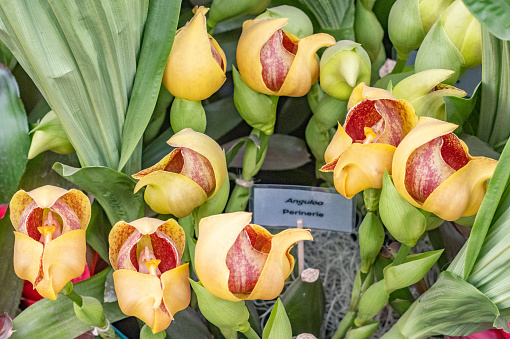 Orchid Hybrid 'Anguloa Perinerie' in London, England