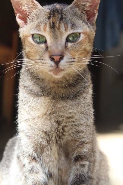 istock Selective focus shot of a three colored cat with green eyes 1453092193