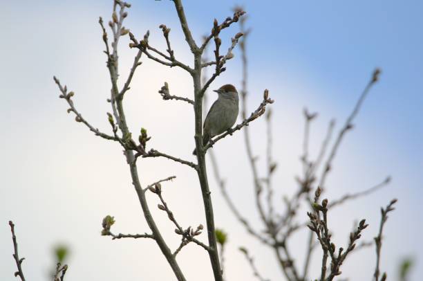 istock Cute little Eurasian blackcap bird standing on a thin branch on a young tree under a bright sky 1453092657