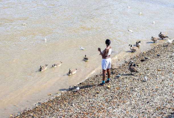 A woman feeding Canada Geese on River Thames, London