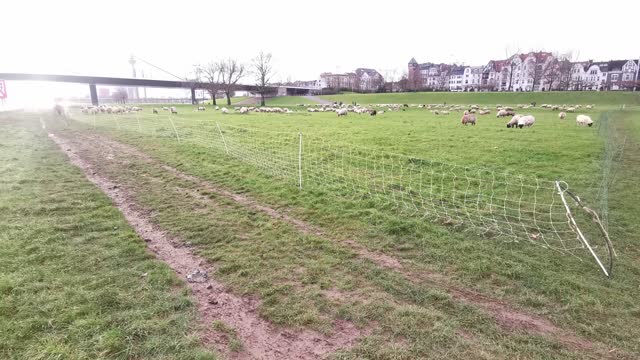 Wide-angle high-key video of sheep in the backlight of the sun in Düsseldorf 2022