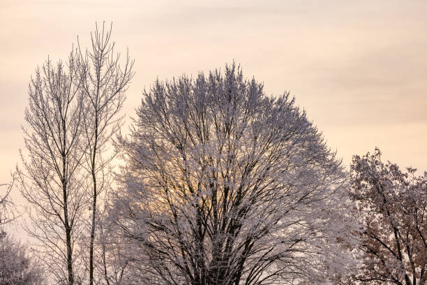 Light mood in the evening in winter with iced trees in the back light