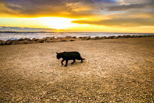 Black Cat walking at dawn on the breakwater in Santa Pola, Spain