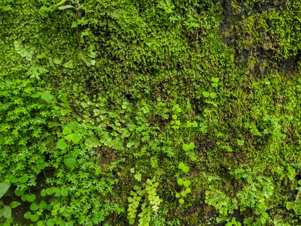 istock Green moss and weeds growing on the walls. 1453097600