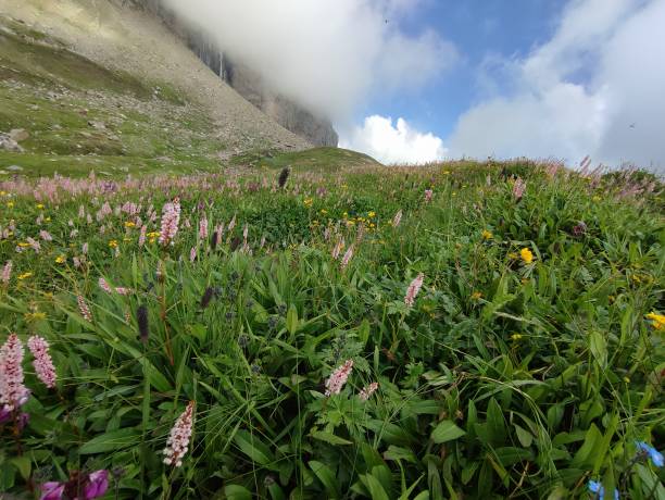 istock Beautiful Flowers, Herbs and plants 1453097919