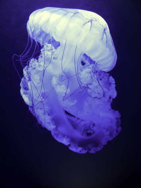 astonished - moon jellyfish jellyfish sea sea life imagens e fotografias de stock