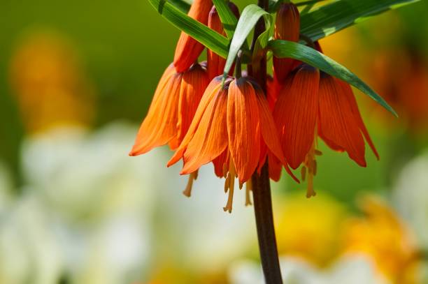 istock Crown imperial flowers growing in a garden 1453101458