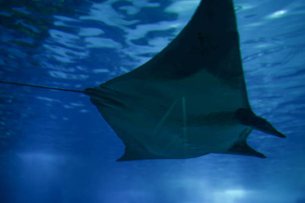 istock Belly of a huge ray swimming 1453102551