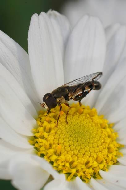 istock Vertical closeup on a Thick legged hoverfly, Syritta pipiens sitting on a white yellow flower 1453102884
