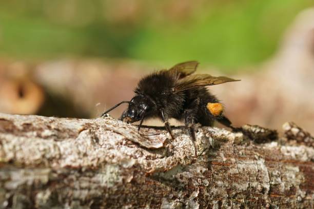 Closeup on a queens tree bumblebee, Bombus hypnorum, cleaingin itself after a cold rain Closeup on a queens tree bumblebee, Bombus hypnorum, sitting on a twig and cleaingin itself after a cold rain bombus hypnorum pictures stock pictures, royalty-free photos & images