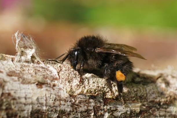 Closeup on a queens tree bumblebee, Bombus hypnorum, cleaingin itself after a cold rain Closeup on a queens tree bumblebee, Bombus hypnorum, sitting on a twig and cleaning itself after a cold rain bombus hypnorum pictures stock pictures, royalty-free photos & images