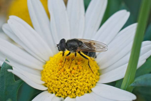 primo piano sul raro hoverfly blacklet grigio-bluastro dagli occhi nudi, cheilosia caerulescens - hoverfly nature white yellow foto e immagini stock
