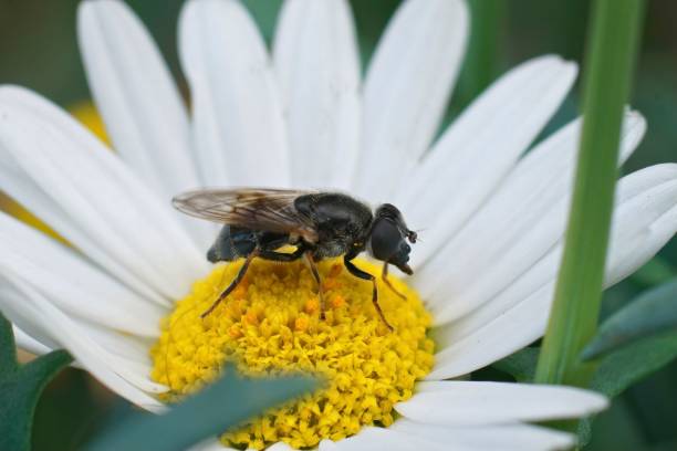 nahaufnahme der seltenen baräugigen, bläulich-grauen hauslauch-schwebfliege, cheilosia caerulescens - hoverfly nature white yellow stock-fotos und bilder