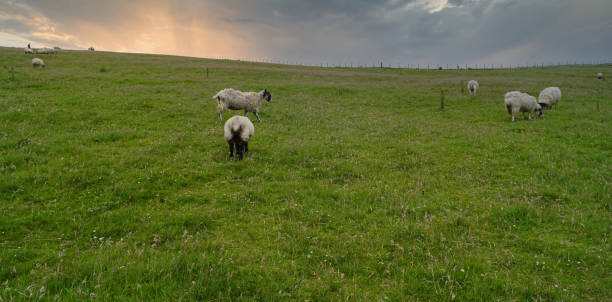 istock Sheep on the meadow in Scotland 1453104177