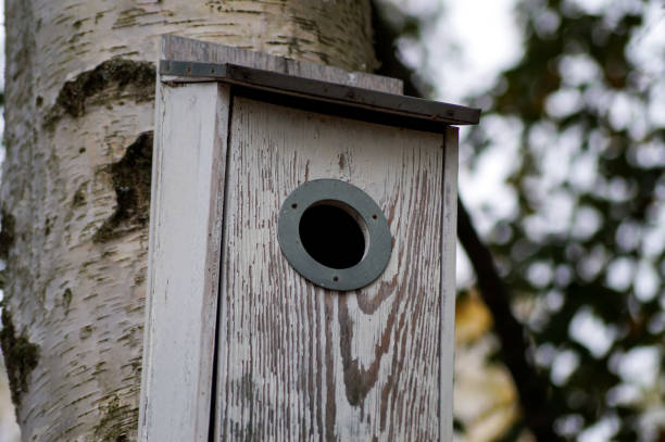 Close up of birdhouse on tree trunk