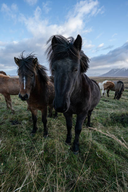 istock Curious icelandic horses under the clouds 1453105228