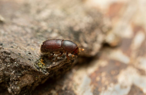 Bark beetle, Dryocoetes autographus on bark stock photo