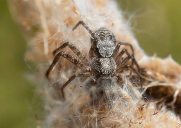 istock Philodromid crab spider,  Philodromus margaritatus 1453110793