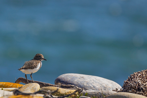 A Two-banded Plover, Charadrius falklandicus, chick on the shoreline of Pebble Island, Falkland Islands,