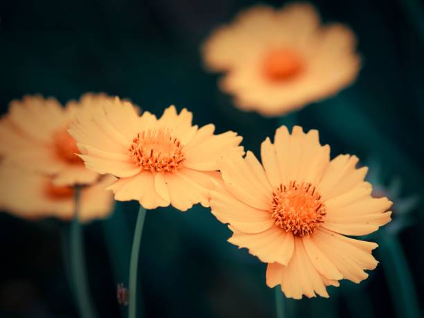istock Closeup of orange tickseed flowers 1453111996