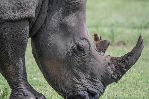 A beautiful large white rhinoceros with a stowaway Oxpecker.  The Oxpecker bird is know for eating ticks and other external parasites, the oxpecker acts as a watchman for the mammals on which it happens to be situated. When danger approaches, a hissing call warns its host to a potential and nearby predatory threat thus allowing the host ample opportunity to either fight or flee.
Rhino horns are similar in structure to horses’ hooves, turtle beaks, and cockatoo bills. They are made of keratin – in rhinoceros horn, it is chemically complex and contains large quantities of sulphur-containing amino acids, particularly cysteine, as well as tyrosine, histidine, lysine, and arginine, and the salts calcium carbonate and calcium phosphate.