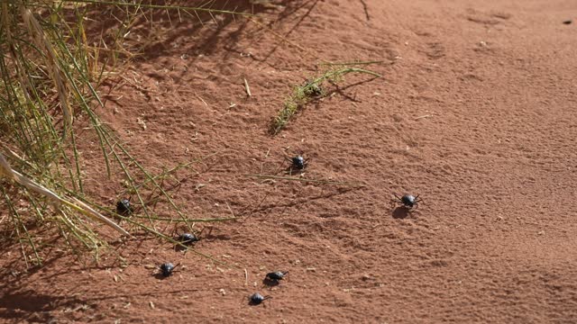 Namib desert beetles