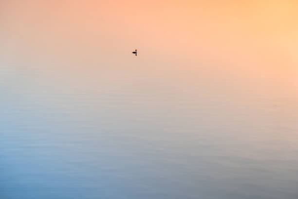 istock Duck swimming on the lake 1453113178