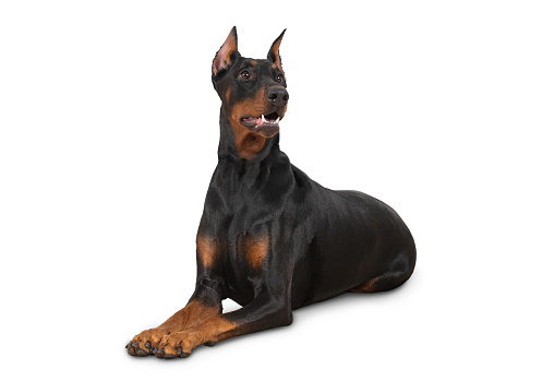 Portrait of cute dobermann dog posing with serene expression. Vertical portrait of black dog looking to the camera against gray background. Studio photography from a DSLR camera. Sharp focus on eyes.