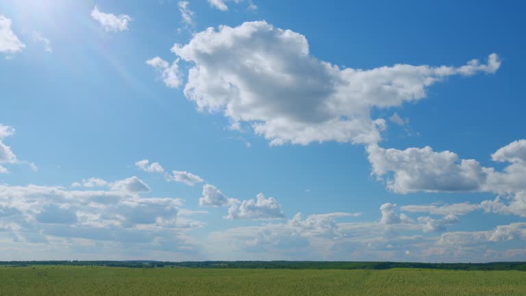 Bright blue sky with white clouds. Green unripe wheat in a field with a large number of plants. Wide shot.