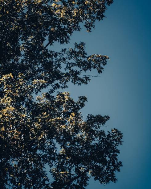 A vertical low angle shot of tree branches with leaves under a blue sky