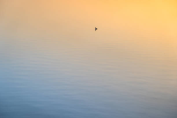 istock Duck swimming on the lake 1453115142