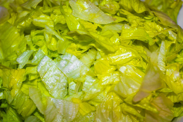 Green and white white cabbage iceberg lettuce cut in Leherheide Bremerhaven Bremen Germany.