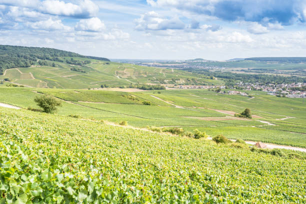 istock Champagne vineyards, France 1453115286